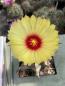 Preview: Astrophytum capricorne